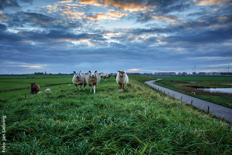 Ode Noord Holland Schapen - Jan Siebring