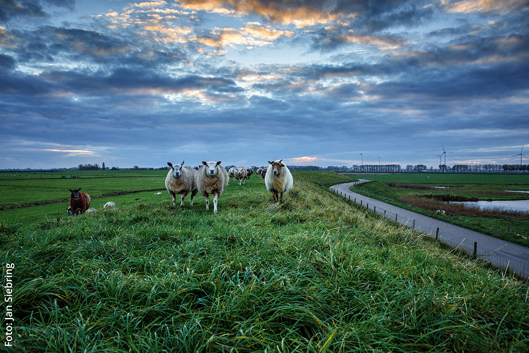 Ode Noord Holland Schapen - Jan Siebring