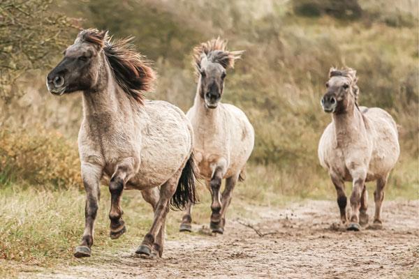 ZM konikspaarden M.Middelkoop 600x400
